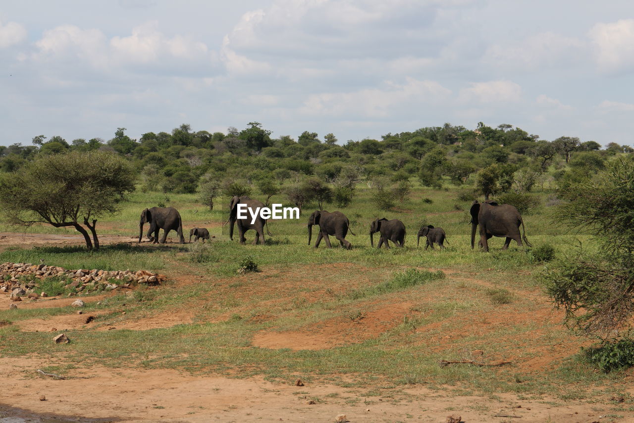 Elephants walking on field at kruger national park