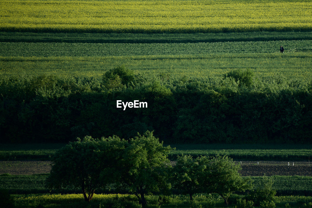 Scenic view of agricultural field