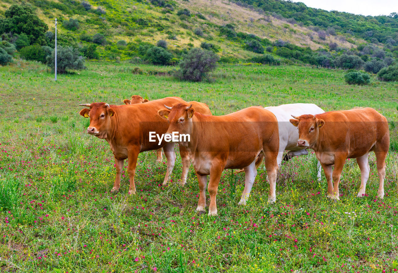 COWS ON FIELD