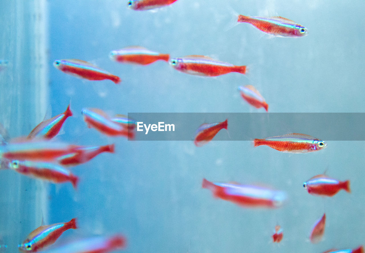 Fish swimming in aquarium