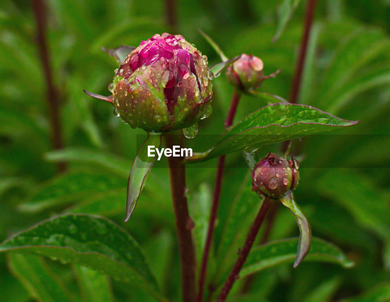 Close-up of rose bud