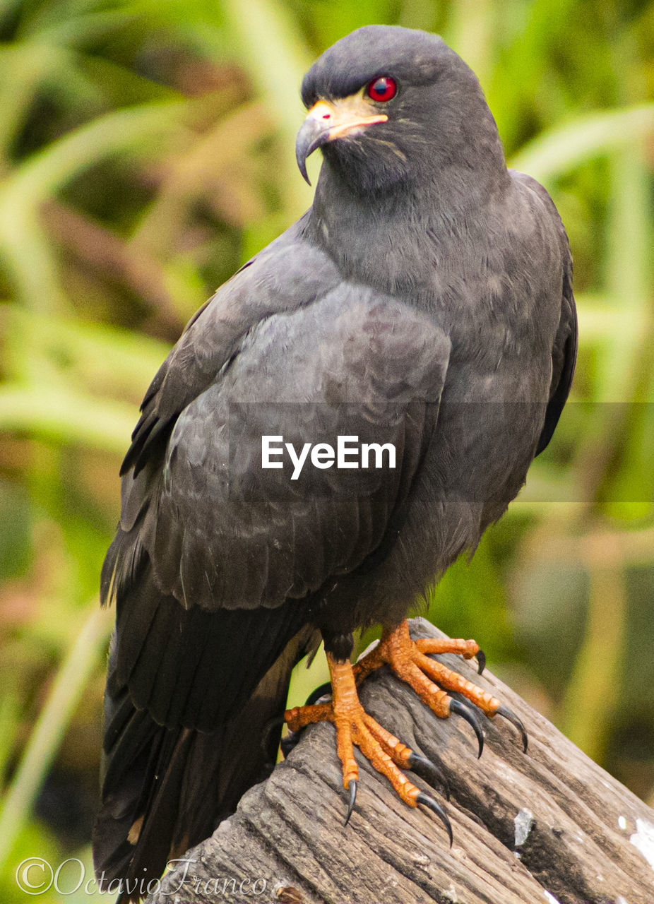 Black snail kite with red eyes 