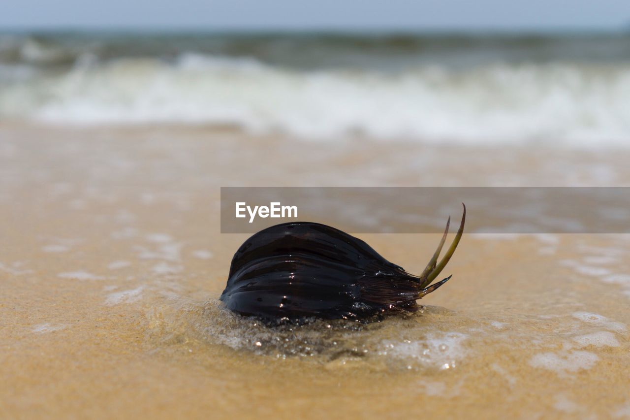 Close-up of shell on shore