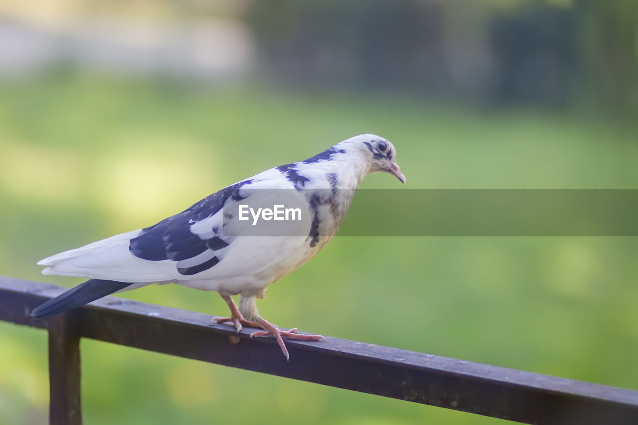 animal themes, bird, animal, animal wildlife, one animal, wildlife, perching, beak, focus on foreground, railing, nature, full length, no people, day, green, outdoors, wood, blue jay, close-up, wing, side view, stock dove, fence, dove - bird