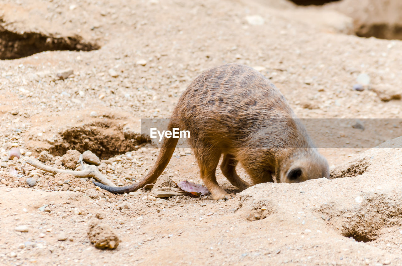 Meerkat digging burrow for guarding and prey 