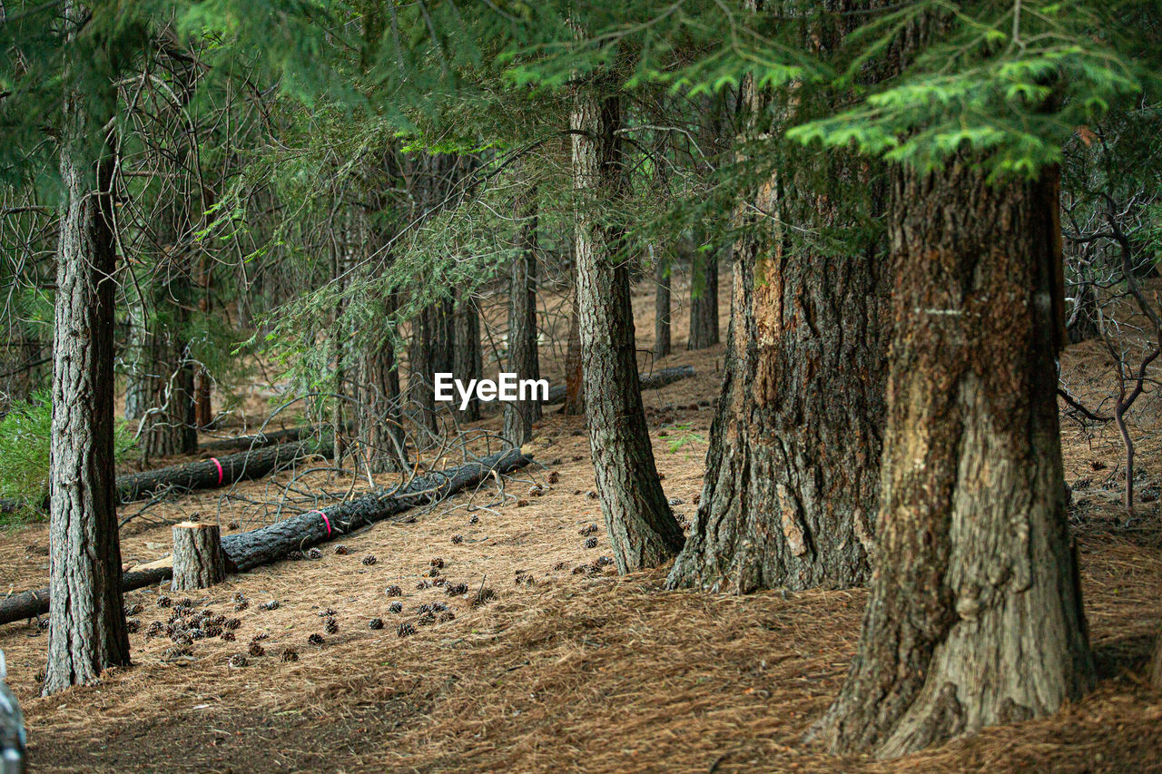 Trees in forest