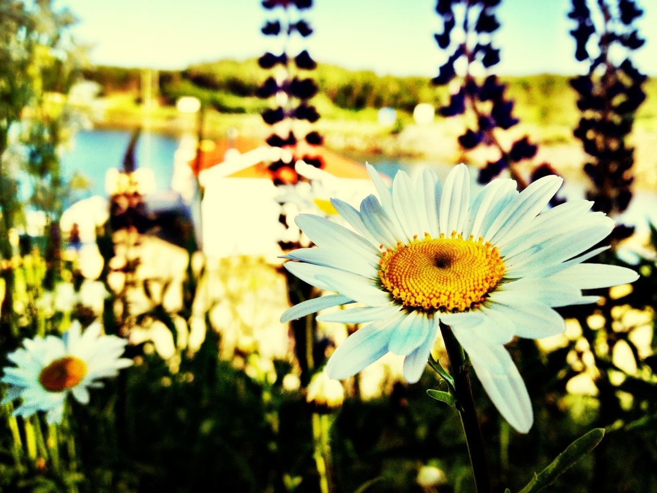 Close-up of flower against blurred background