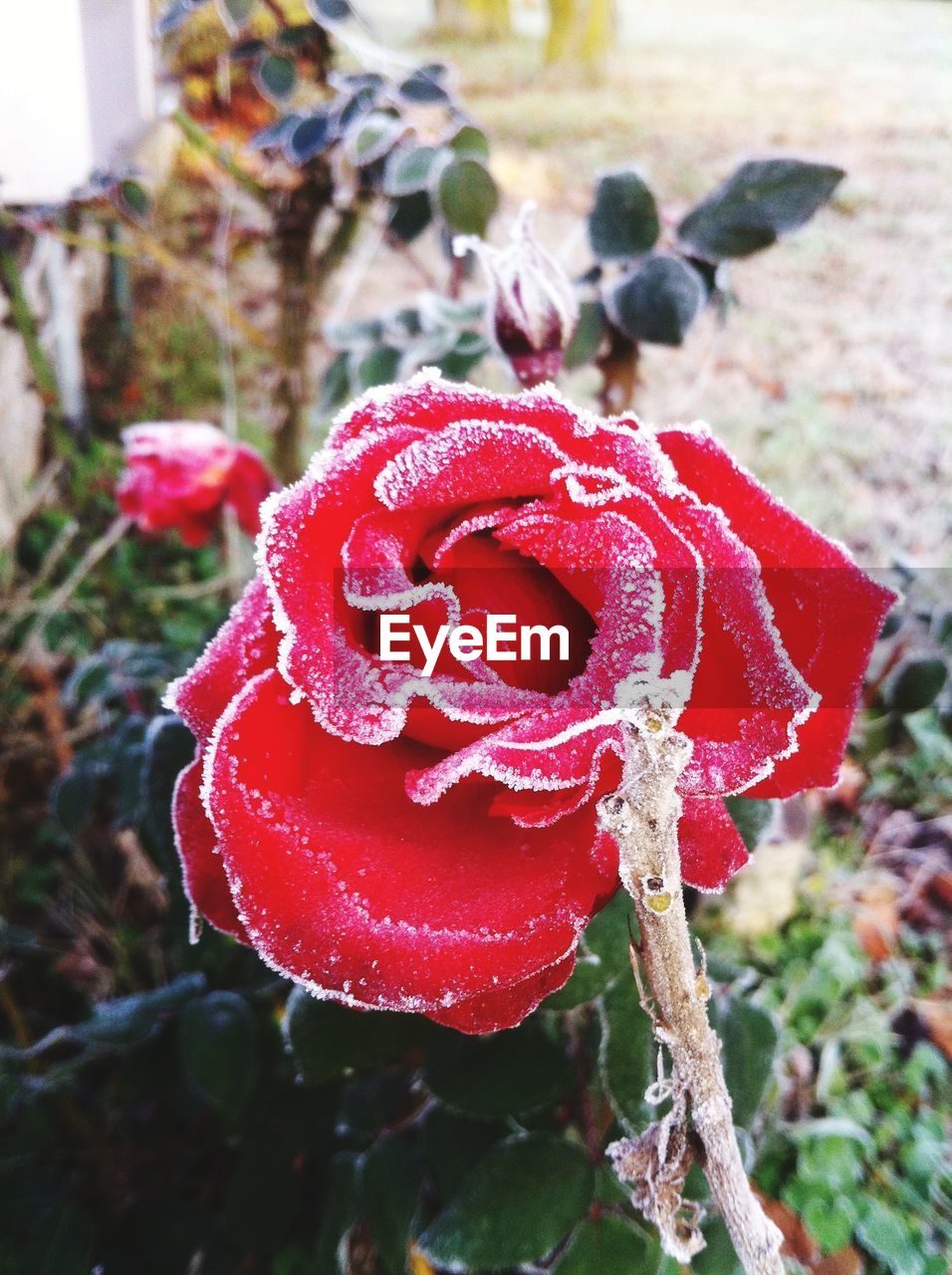 CLOSE UP OF RED FLOWER