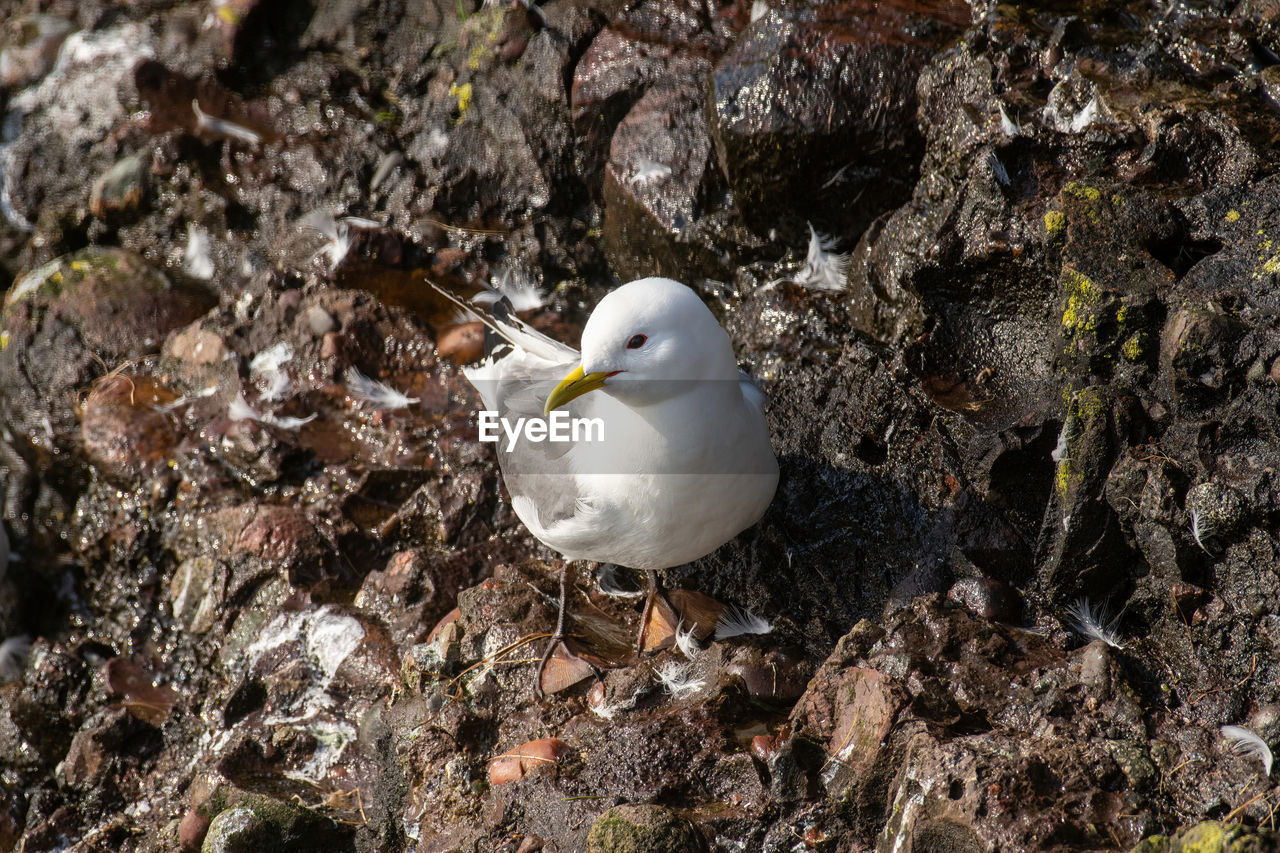 HIGH ANGLE VIEW OF SEAGULL