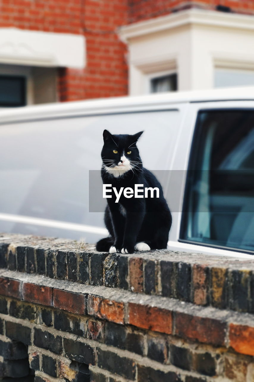 Portrait of black cat sitting on retaining wall