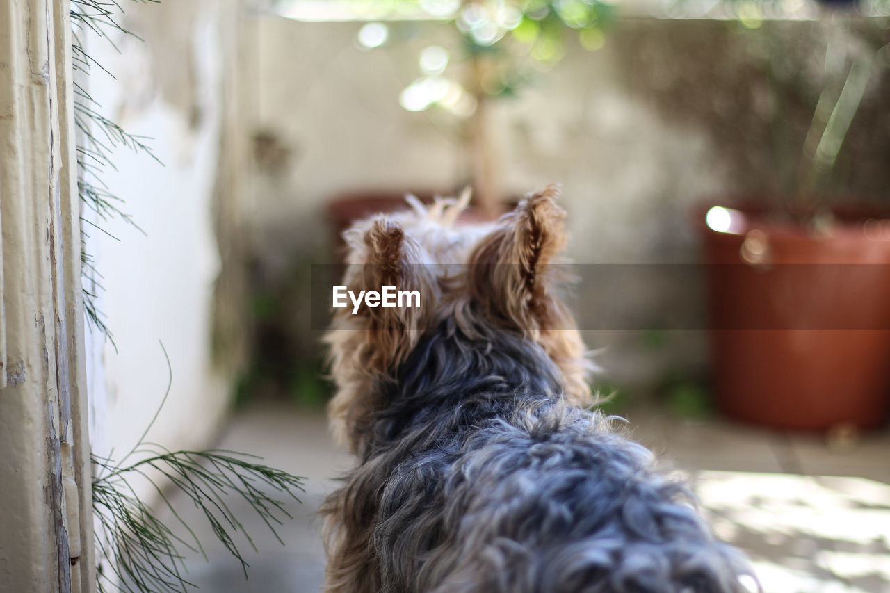 CLOSE-UP OF A DOG LOOKING AWAY OUTDOORS