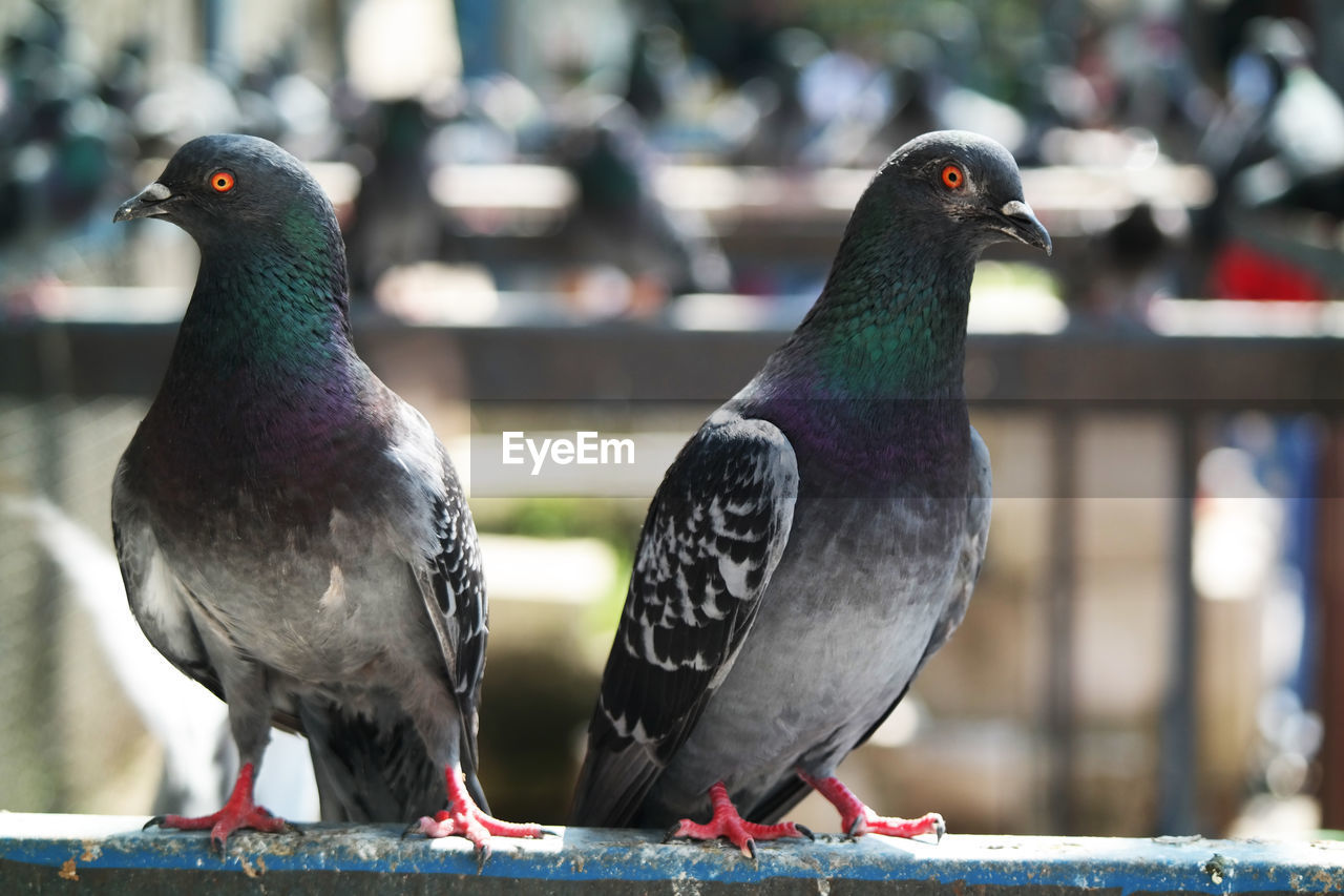 CLOSE-UP OF BIRDS