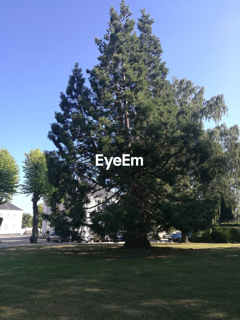 TREES IN PARK AGAINST SKY