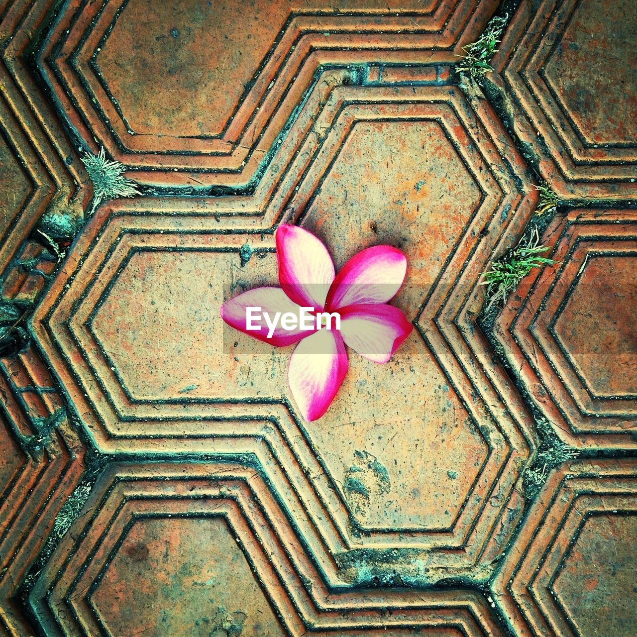 Directly above shot of pink flower on footpath