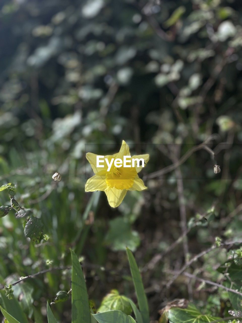 plant, flower, flowering plant, yellow, beauty in nature, freshness, nature, fragility, growth, flower head, close-up, petal, plant part, wildflower, no people, inflorescence, leaf, outdoors, blossom, springtime, focus on foreground, day, animal wildlife, botany