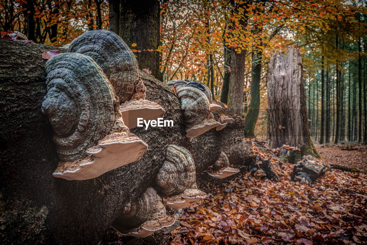 CLOSE-UP OF AUTUMN LEAVES ON TREE TRUNK IN FOREST DURING RAINY SEASON