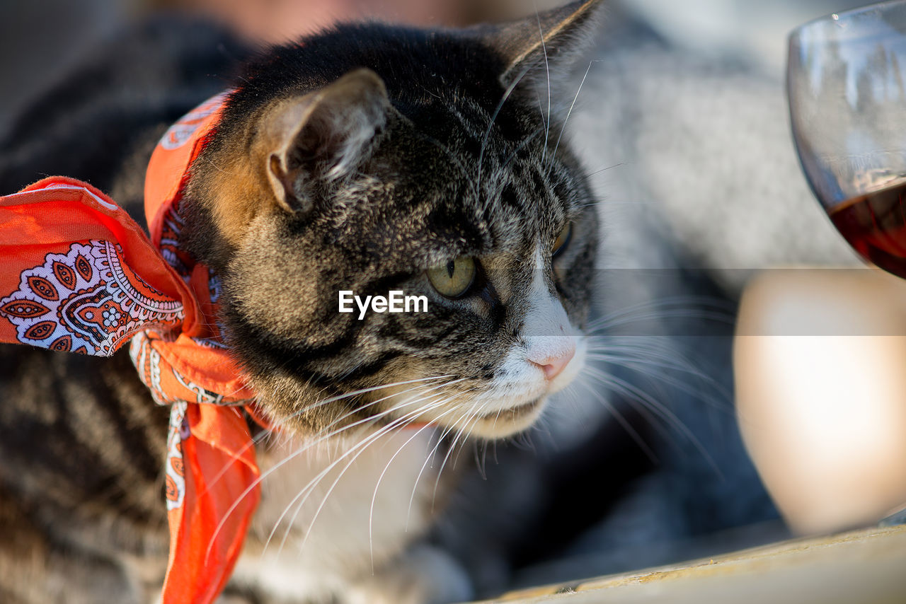 Close-up of a cat looking away