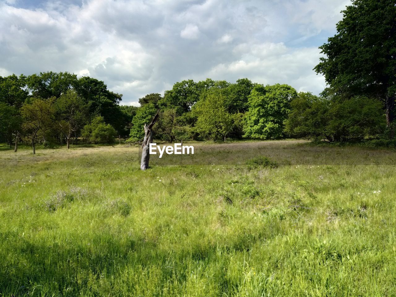 TREES GROWING ON FIELD