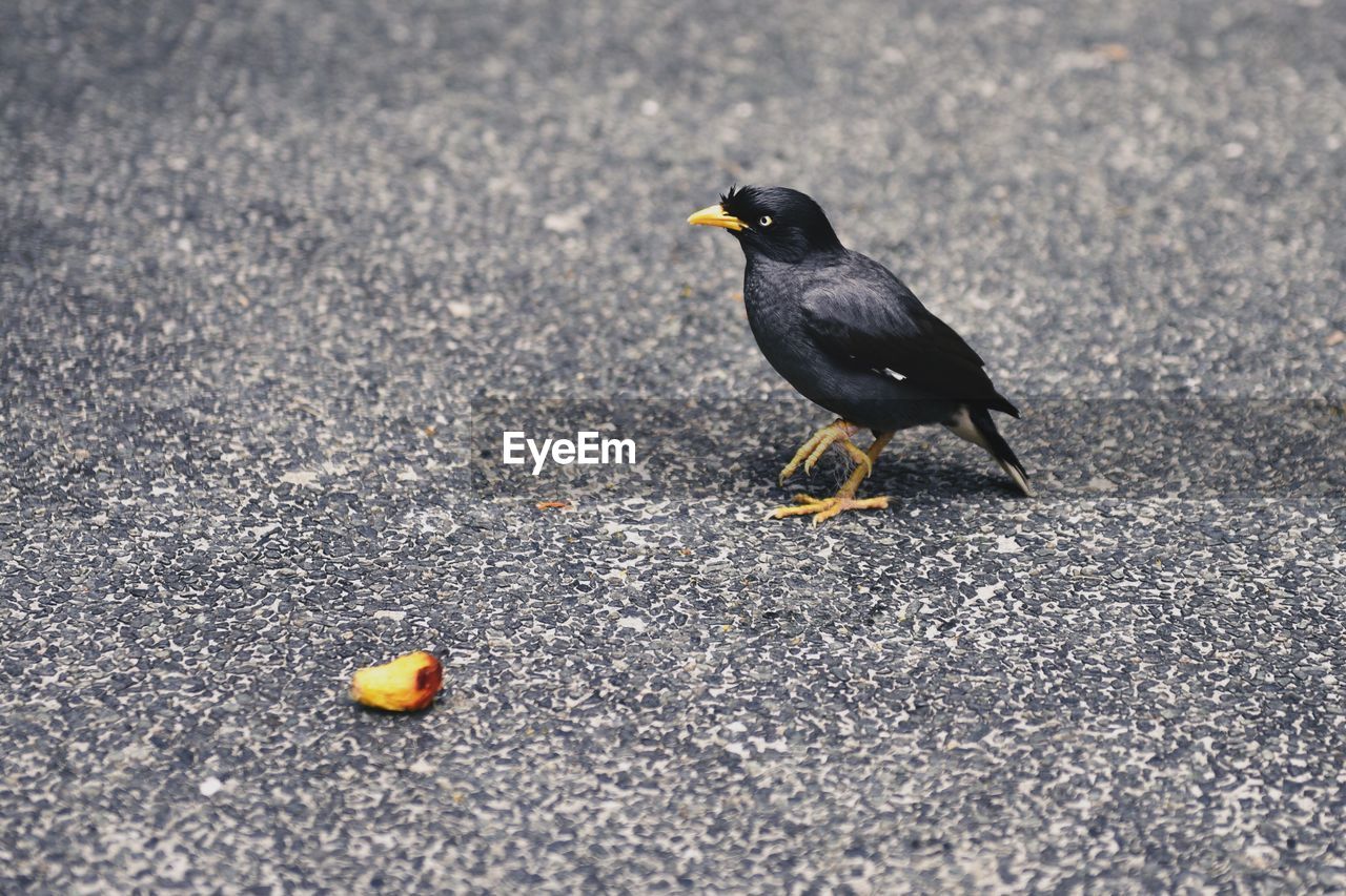 Close-up of bird perching on footpath