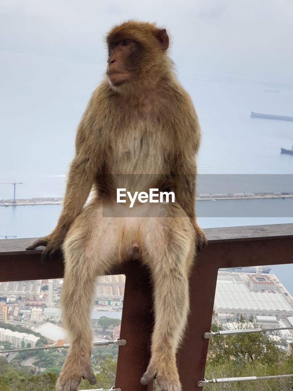 Monkey in gibraltar