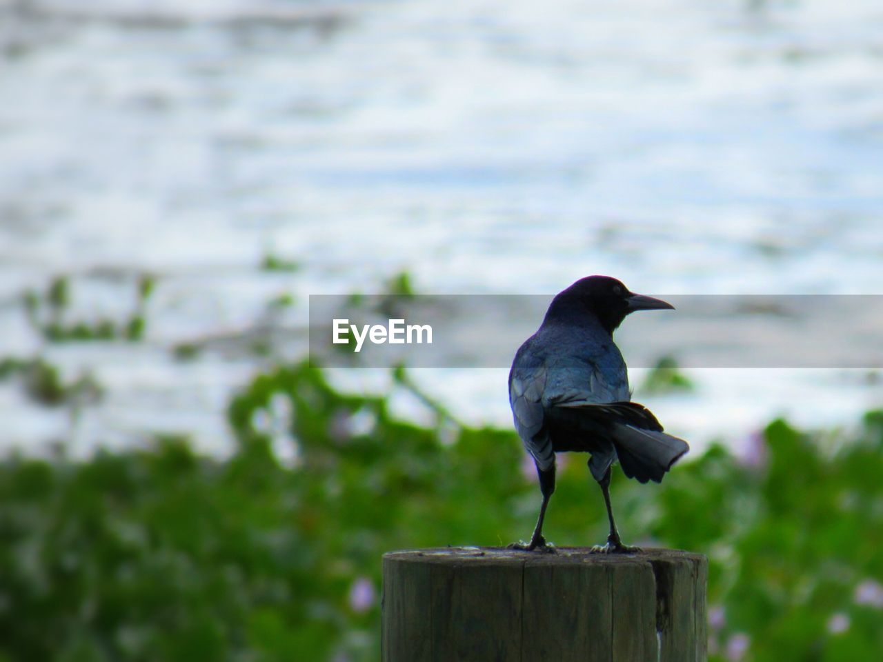 BIRD PERCHING ON TREE