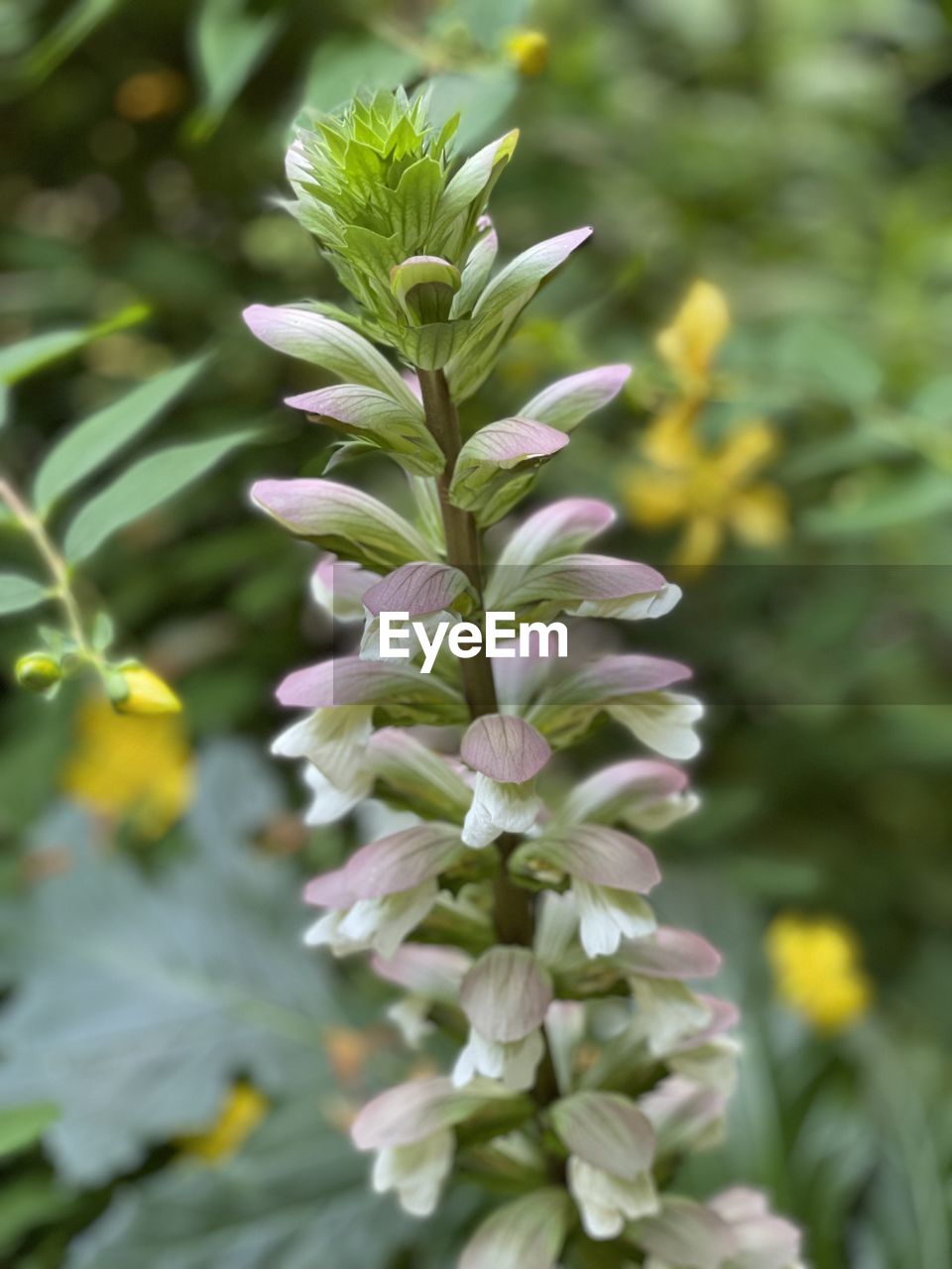 CLOSE-UP OF FLOWERING PLANT AGAINST WHITE WALL