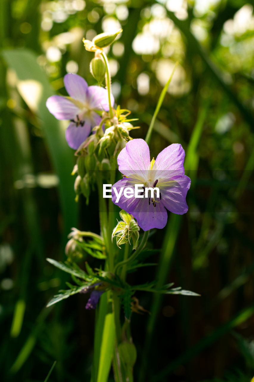 CLOSE-UP OF PURPLE FLOWERING PLANT ON LAND