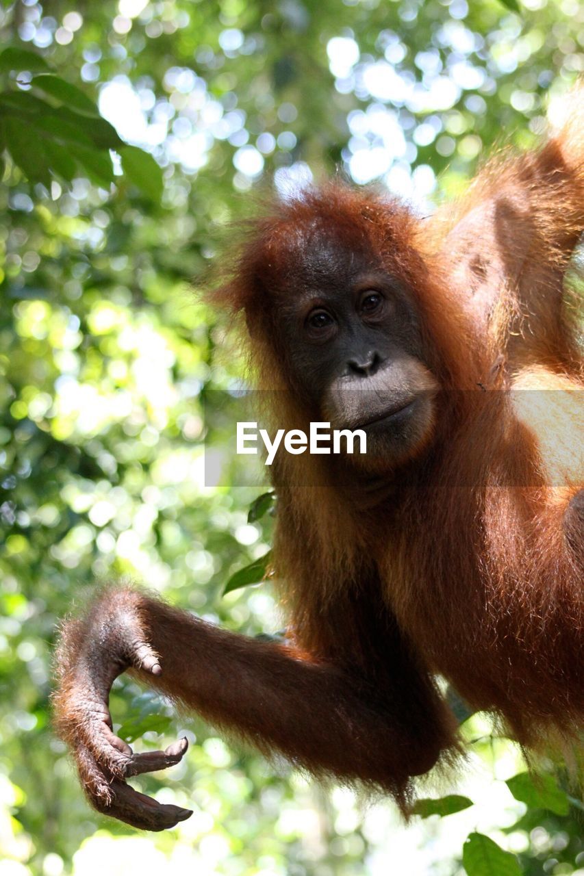 Close-up portrait of orangutan in forest