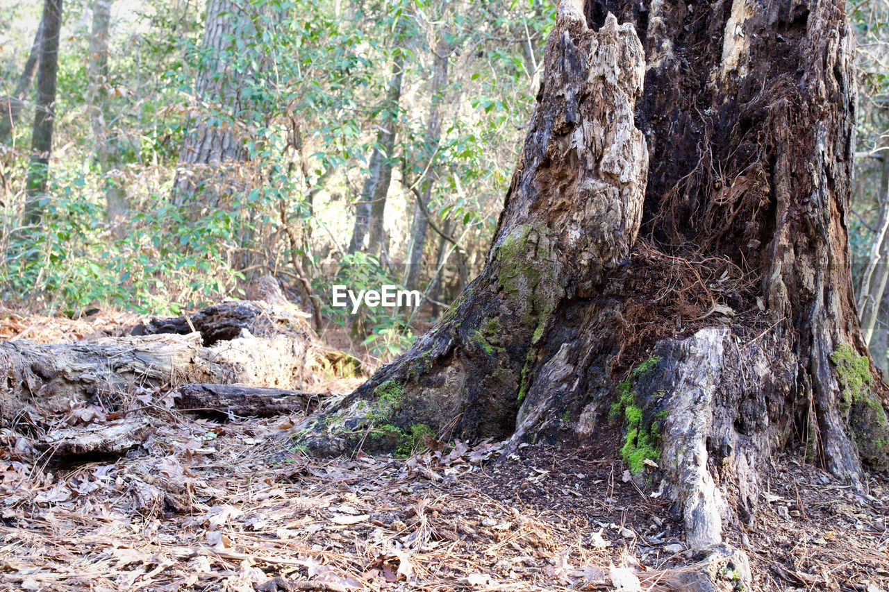 SCENIC VIEW OF FOREST