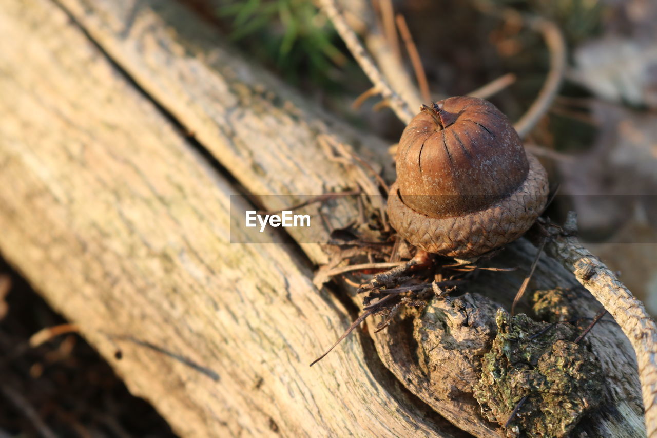 Close-up of acorn on wood in spring
