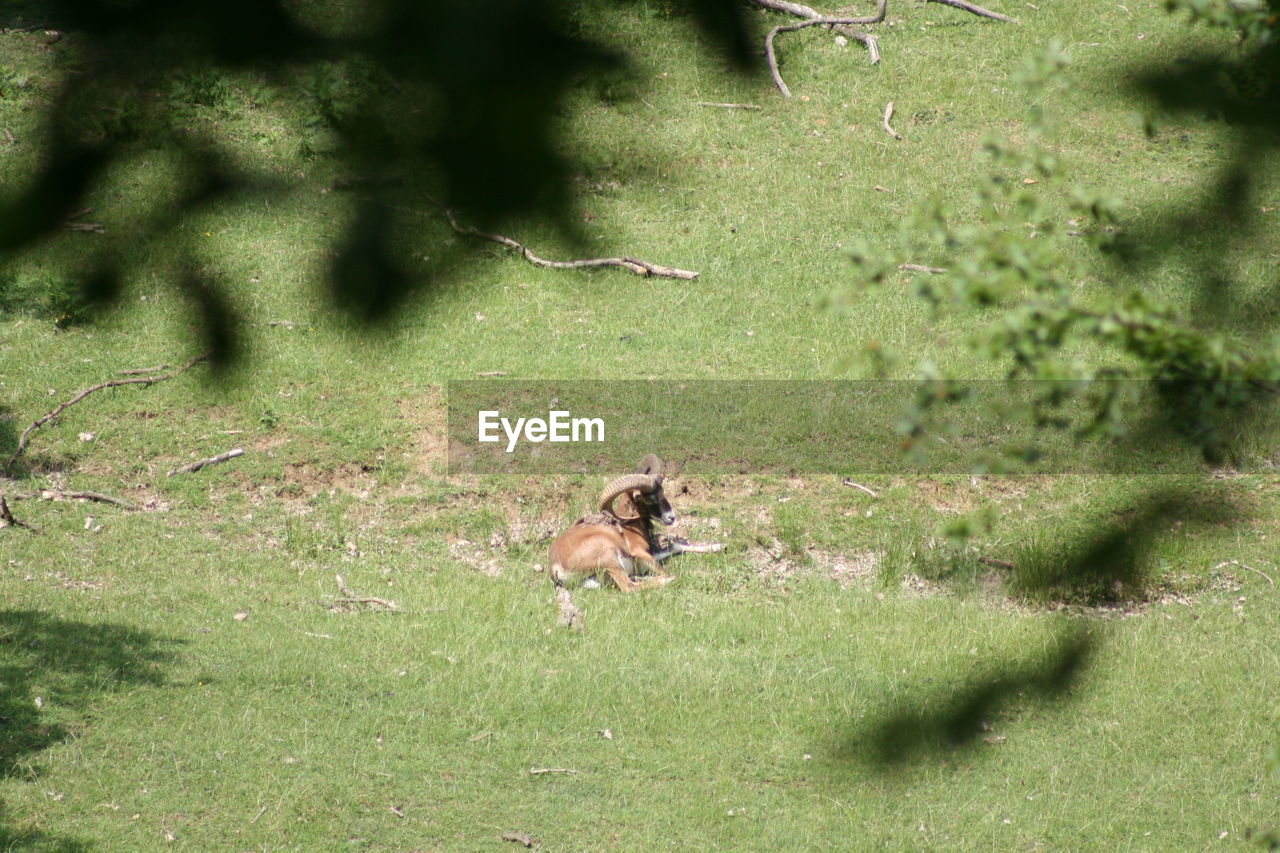 VIEW OF A DOG ON LANDSCAPE