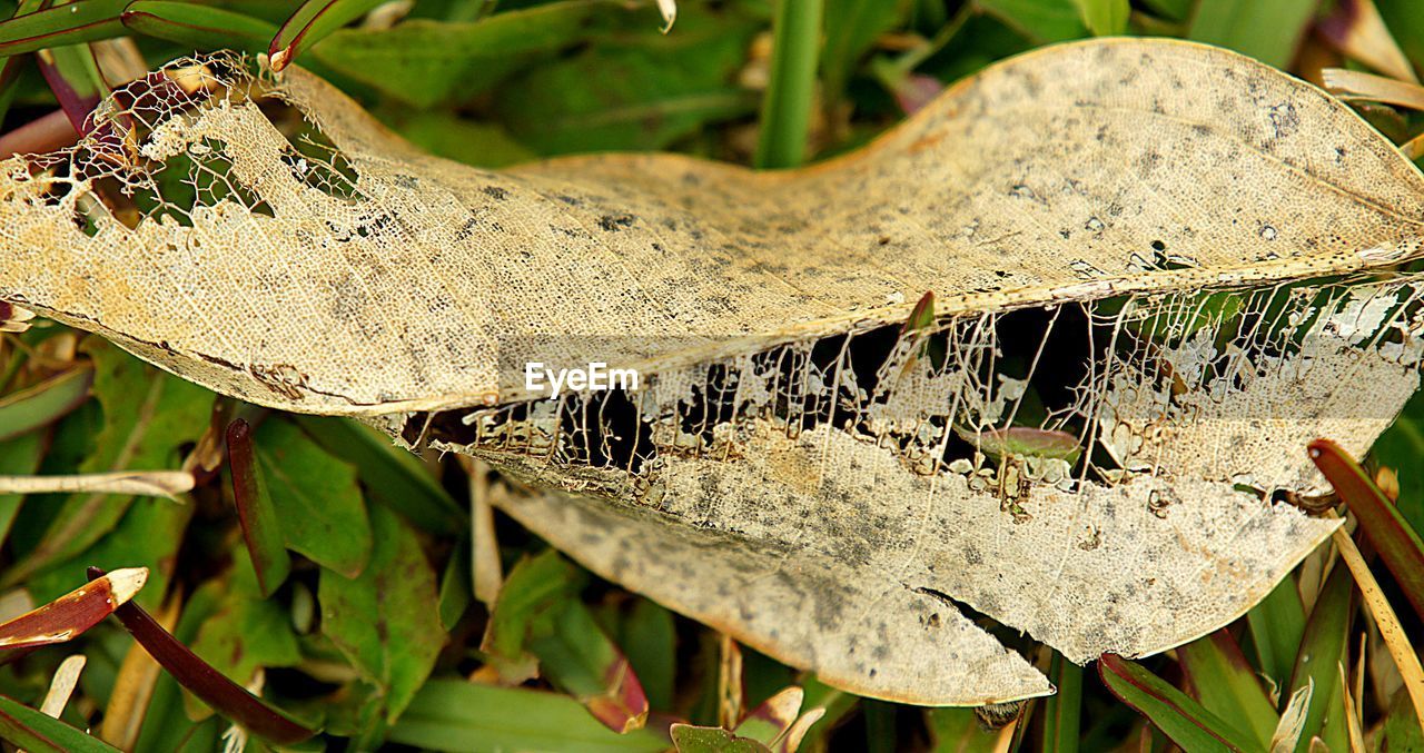 CLOSE-UP OF PLANT HANGING FROM TREE