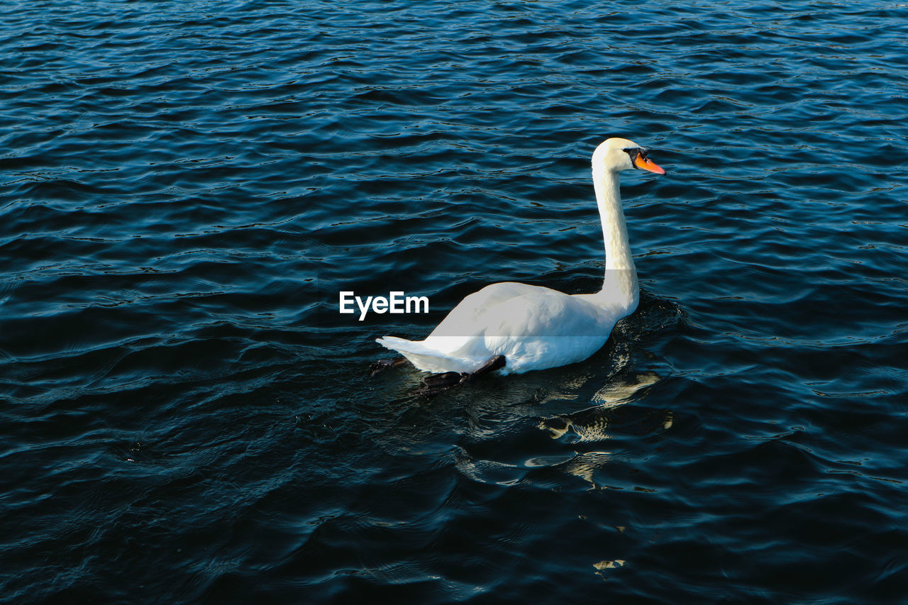 HIGH ANGLE VIEW OF BIRD IN LAKE