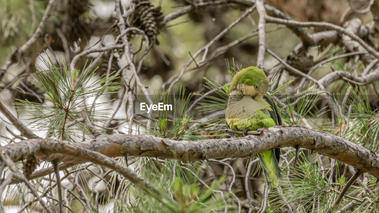 BIRD PERCHING ON A TREE