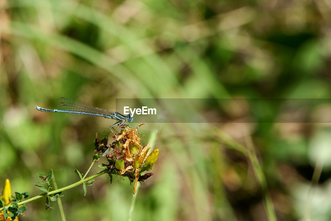 animal wildlife, animal themes, animal, insect, wildlife, one animal, nature, plant, animal wing, grass, close-up, beauty in nature, macro photography, dragonfly, focus on foreground, flower, animal body part, outdoors, no people, macro, environment, green, dragonflies and damseflies, magnification, summer, day, selective focus, social issues, fragility, leaf, eating, forest, animal behavior, tree, meadow, plant part, food, full length, defocused, land, side view