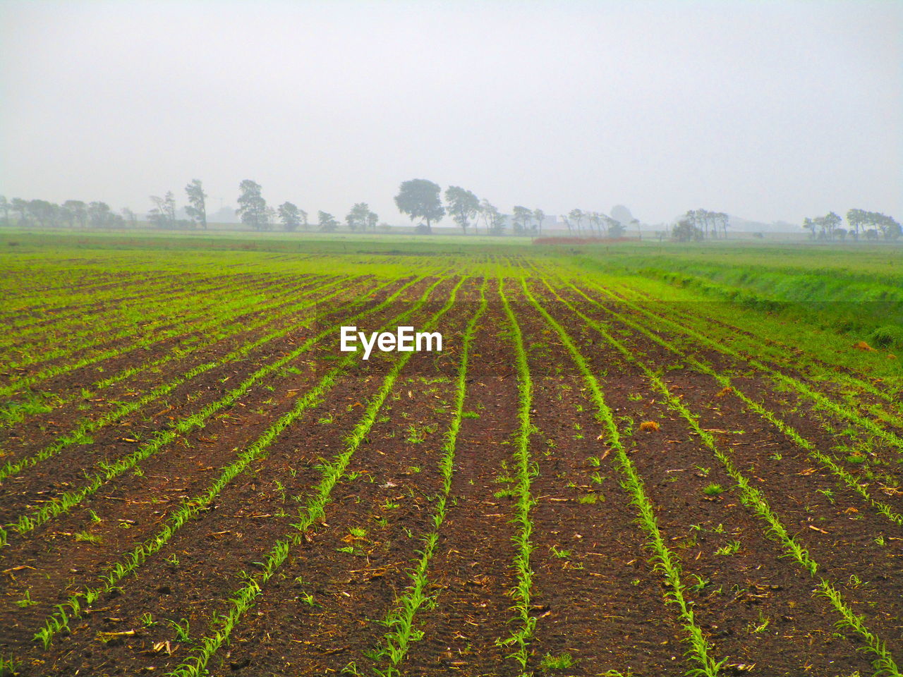 SCENIC VIEW OF AGRICULTURAL FIELD