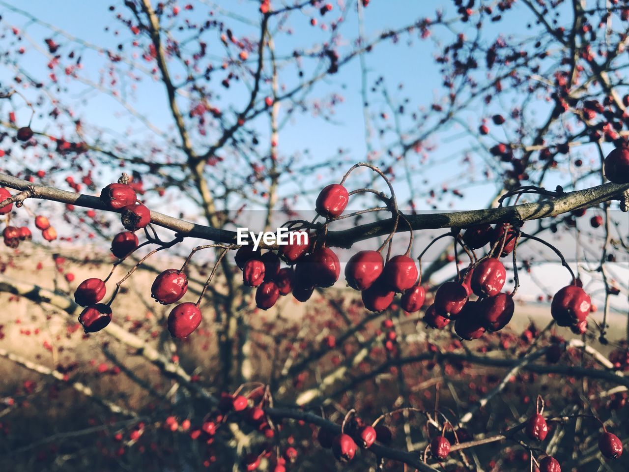 LOW ANGLE VIEW OF FRUITS ON TREE