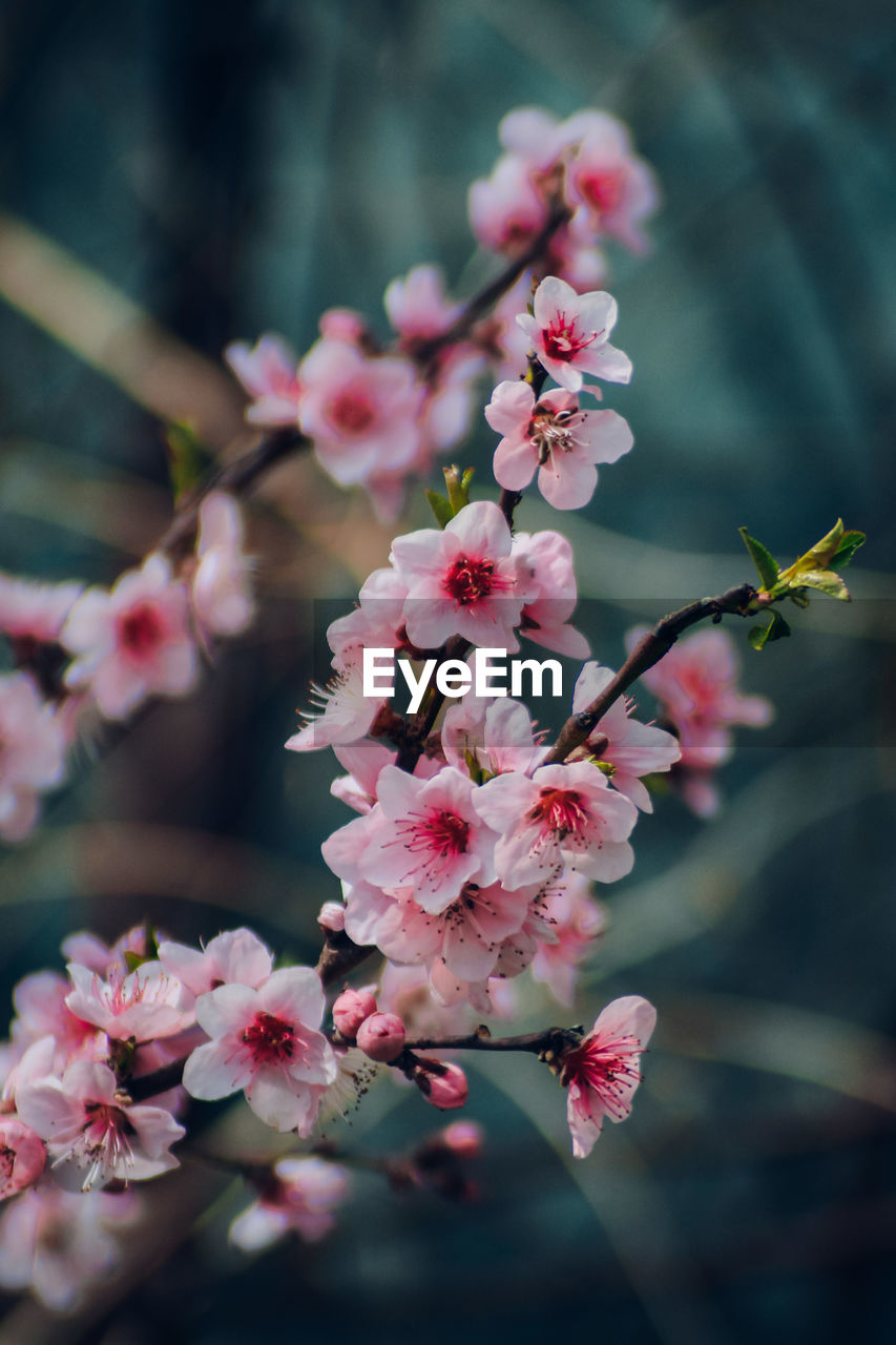 Close-up of white cherry blossom