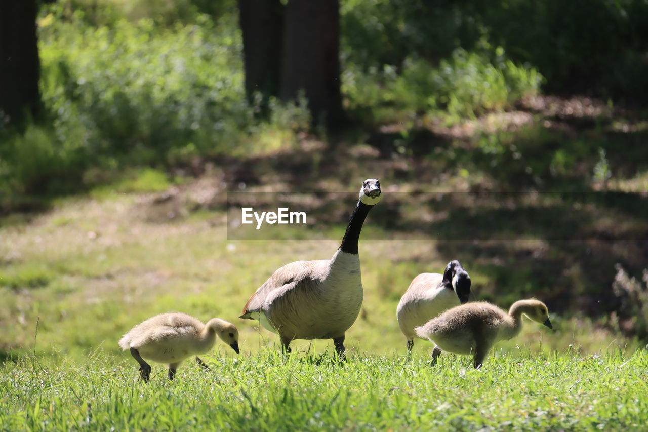 animal themes, animal, wildlife, animal wildlife, nature, bird, group of animals, goose, water bird, ducks, geese and swans, grass, plant, duck, no people, young animal, gosling, canada goose, land, day, outdoors, field, green, young bird, animal family, swan, beauty in nature