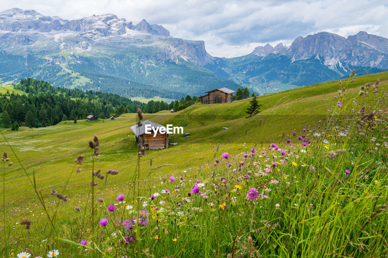 scenic view of grassy field