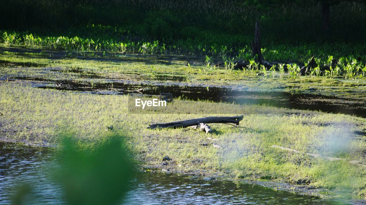 BIRDS SWIMMING IN RIVER