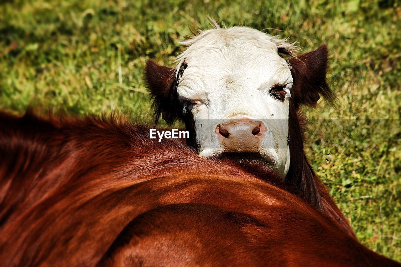 Portrait of cow