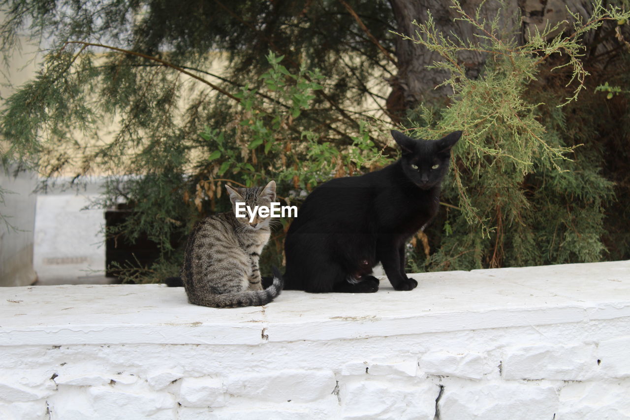 CATS SITTING OUTDOORS