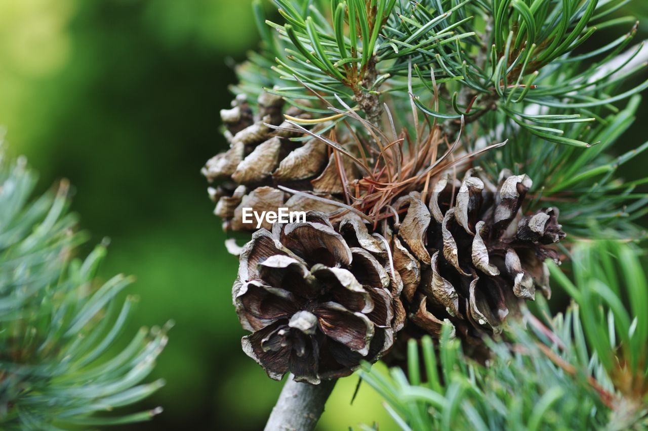 CLOSE-UP OF PINE CONES ON PLANT