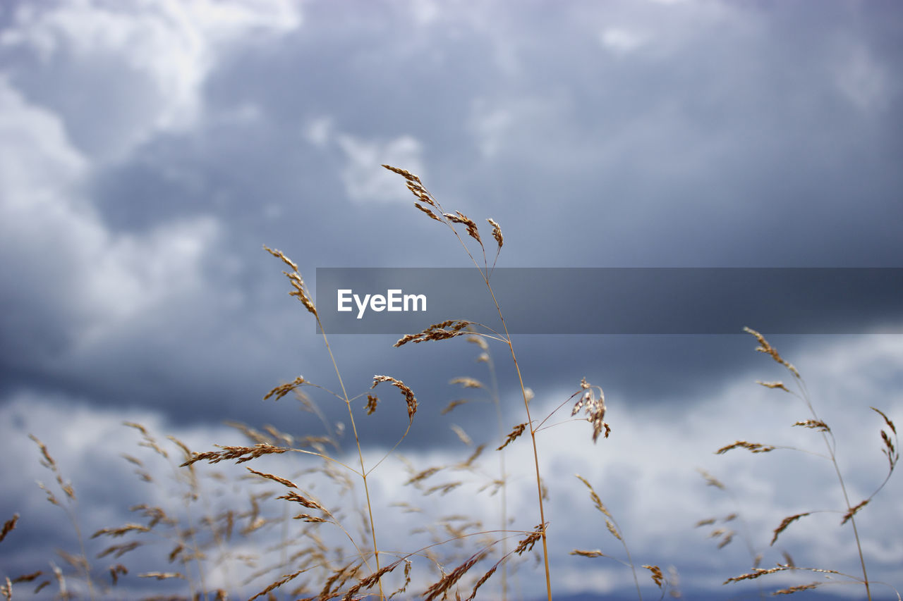 CLOSE-UP OF PLANTS AGAINST SKY