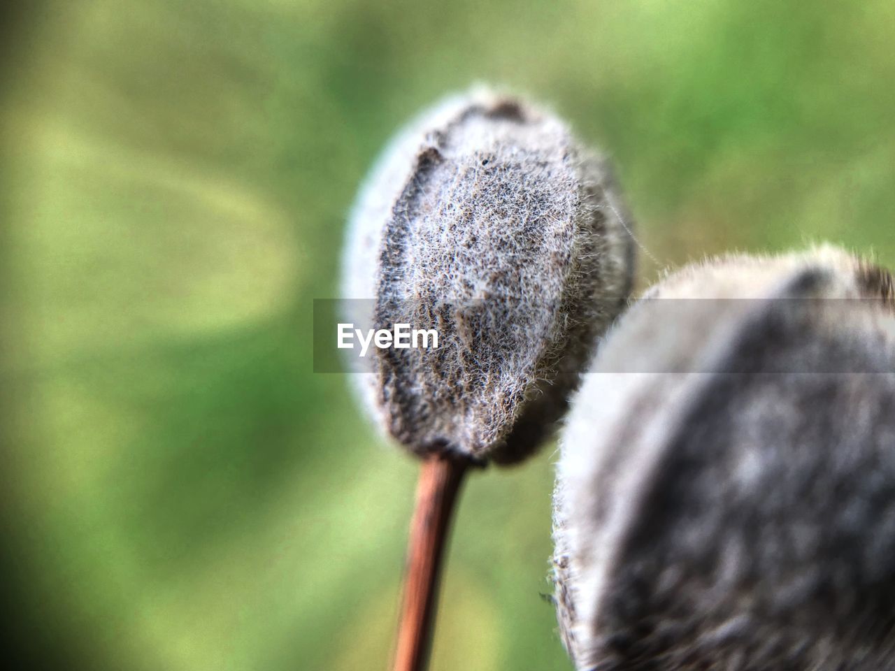 Close-up of dandelion flower