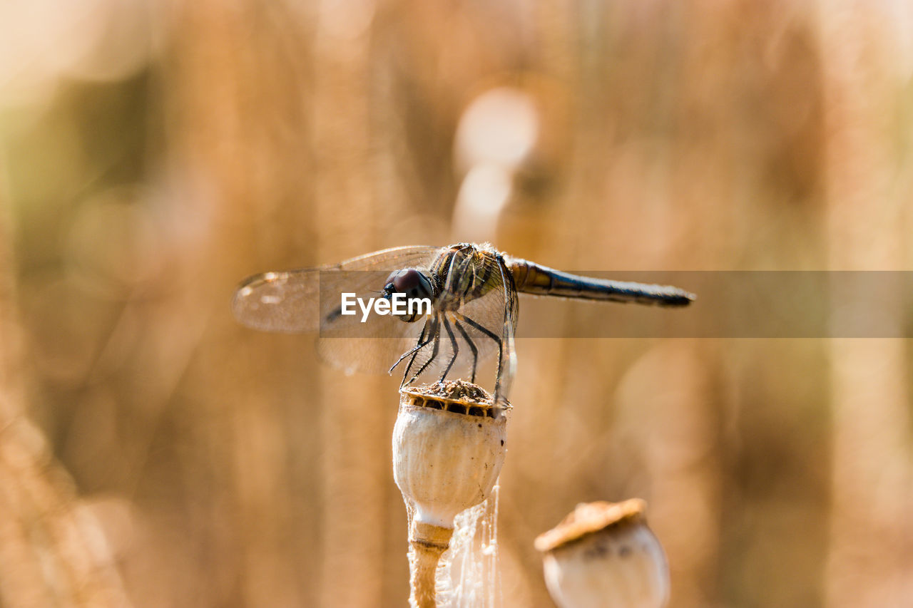 CLOSE UP OF DRAGONFLY