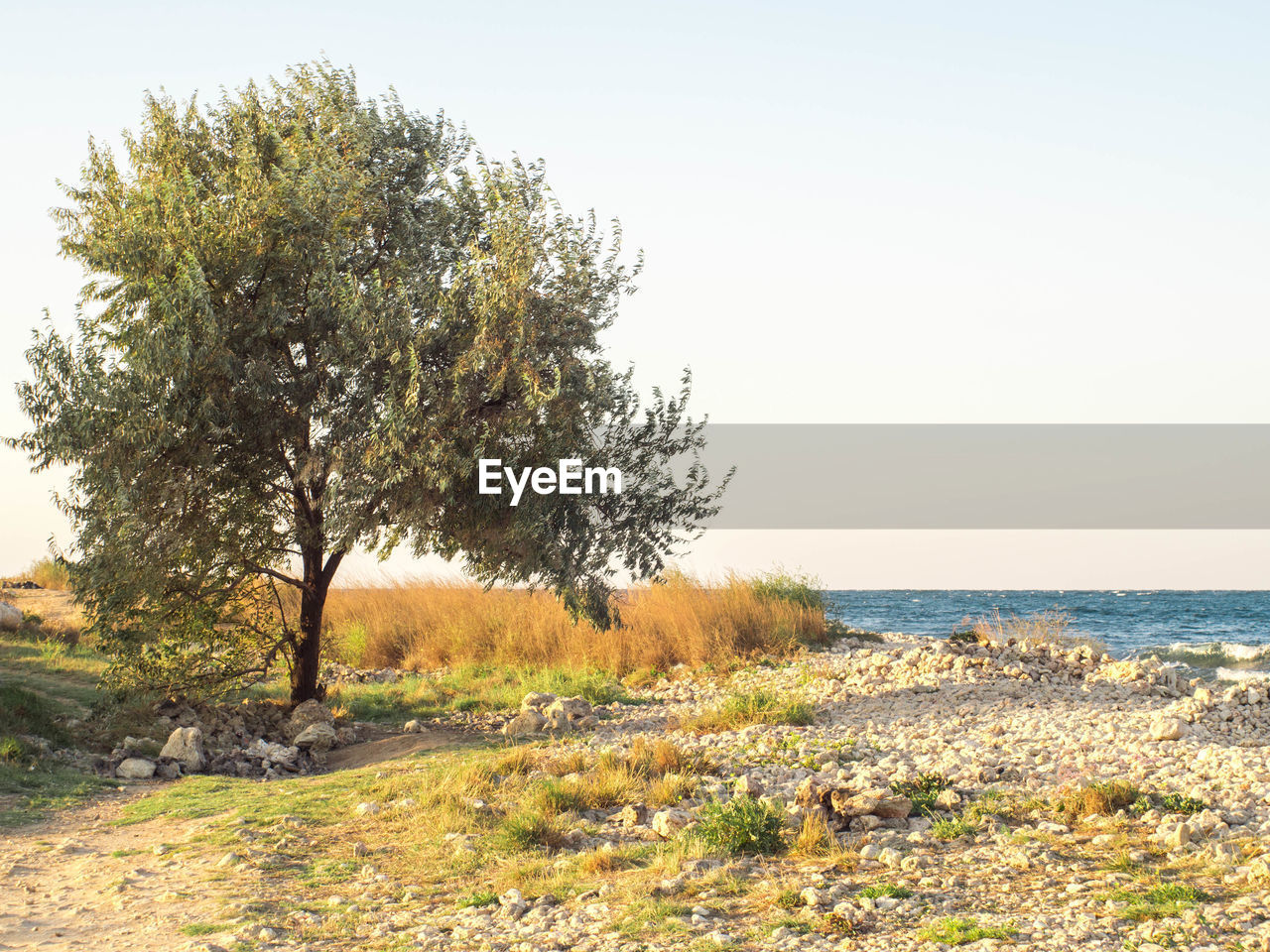 TREES ON LANDSCAPE AGAINST SEA