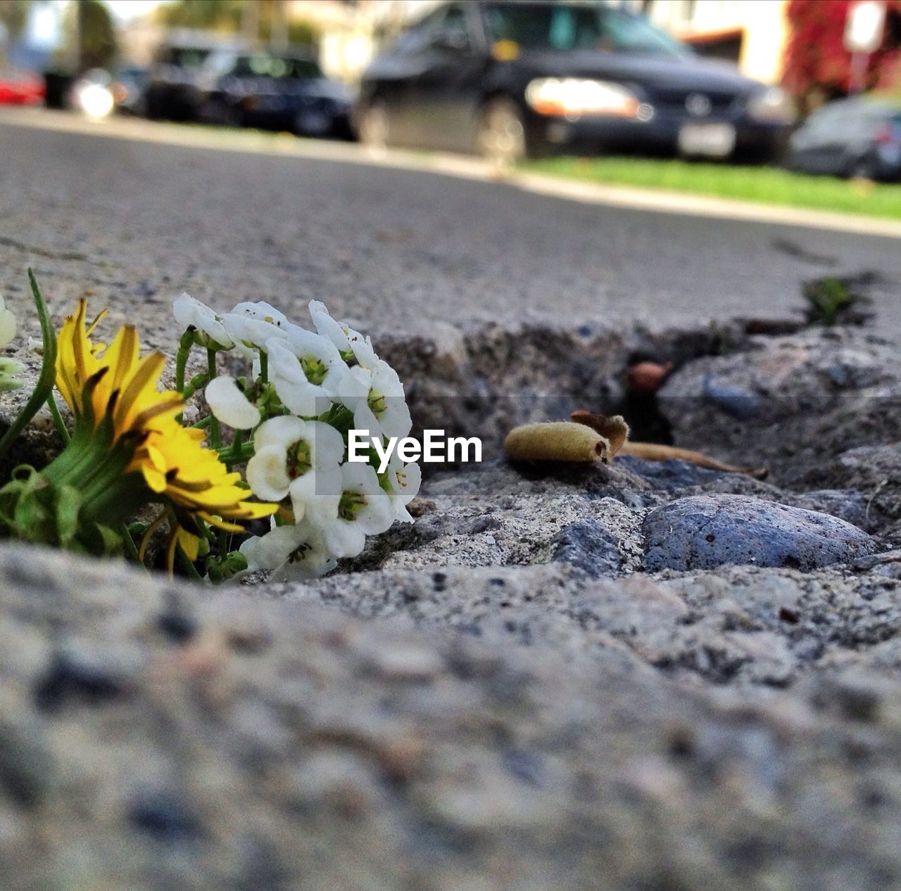Close-up of flowers blooming on broken land