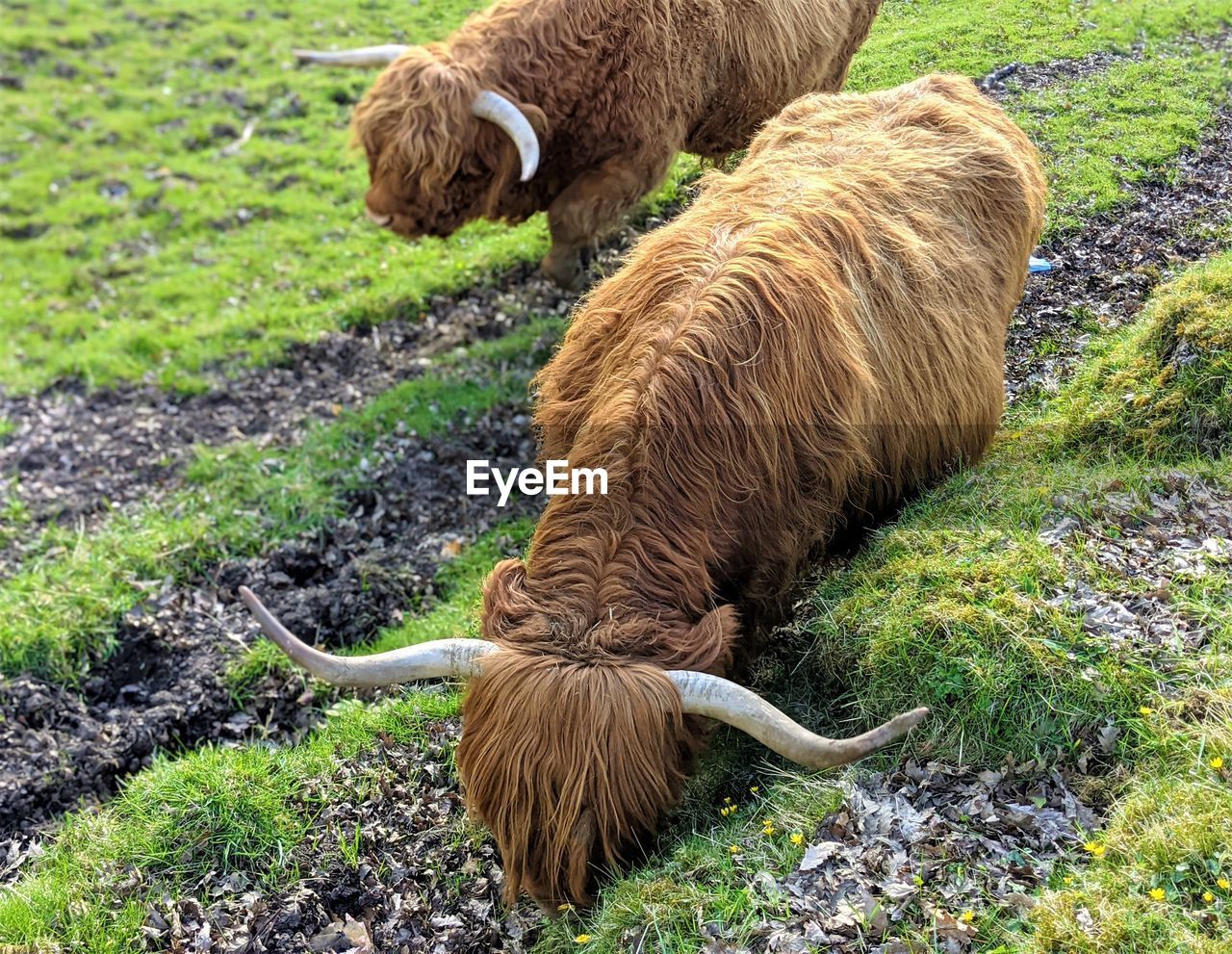 Highland cows grazing in a field.